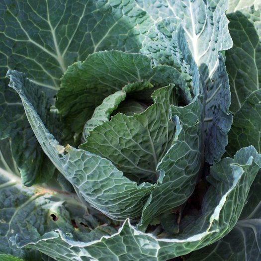 Brassica oleracea sabauda